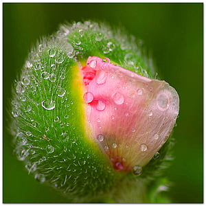 poppy flower, buds jump, dewdrop, nature, drop of water, morgentau, flower