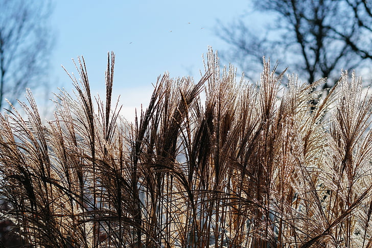 gress, Reed, anlegget, natur, sølvfargede, hage, myk