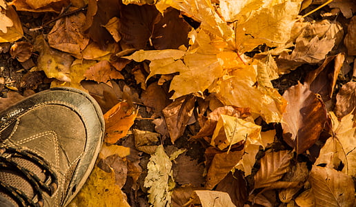 Есен, листа, гора, Есен, Есенни листа, Туризъм, туристически обувки