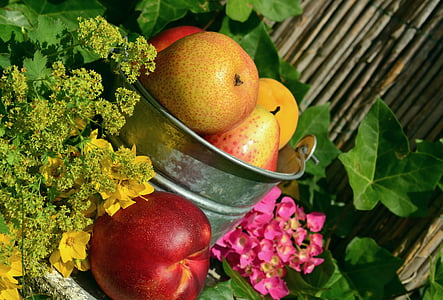 fruites, jardí, fruita, collita, bodegons, colors, aliments