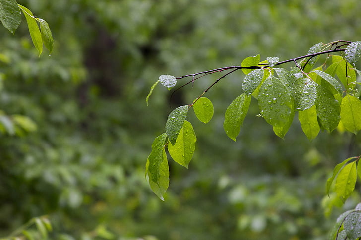 sheet, green, forest, nature, green leaves, green leaf, leaves