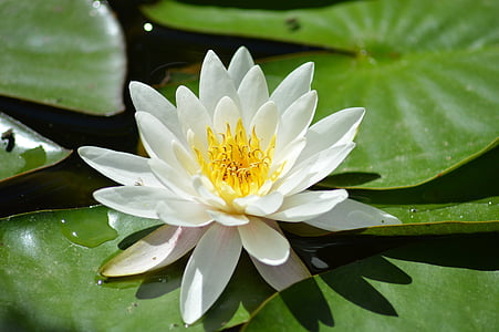 Белый, водные растения, Водяные лилии, цветок, Водяная лилия, Природа, пруд