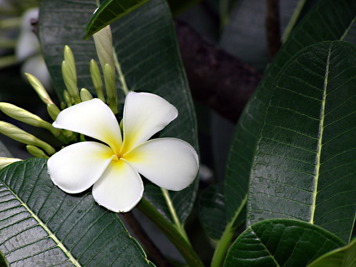 flower, frangipani, plumeria, white, tropical, yellow, blossom