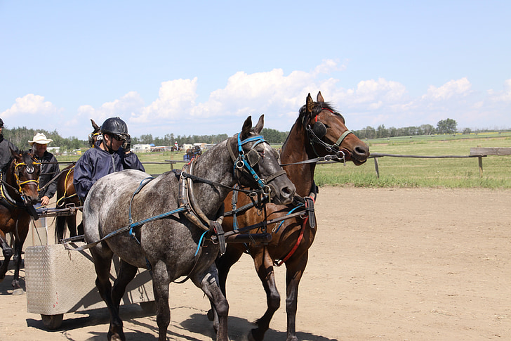 hest, Chariot, Racing