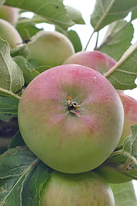 Apple, árvore, frutas, vermelho, filial, fechar, saudável