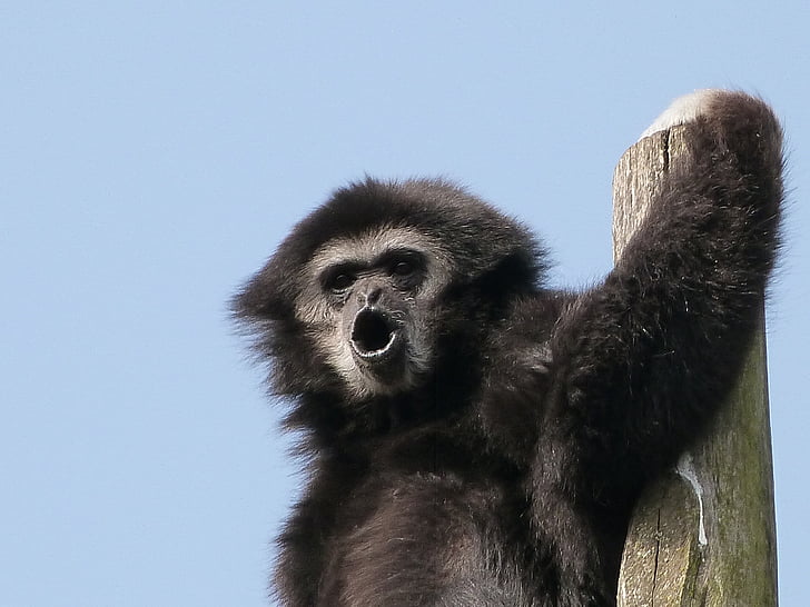 manos blancas Gibbon, animales, grandes simios