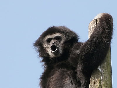 gibbon white hands, animals, great apes
