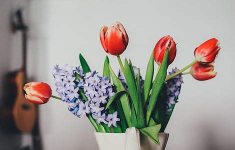 tulipaner, syriner, gitar, vase, rød, innendørs