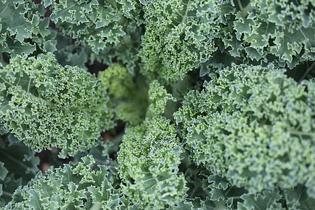 zelená, Kale, salát, textura