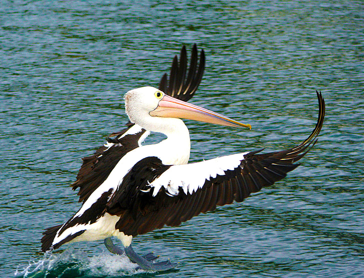 Pelican, lintu, Luonto