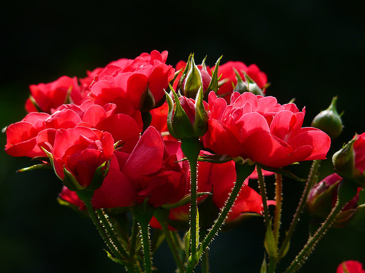 punased roosid, tõusis, roosid, tagasi valgus, lill, õis, Bloom