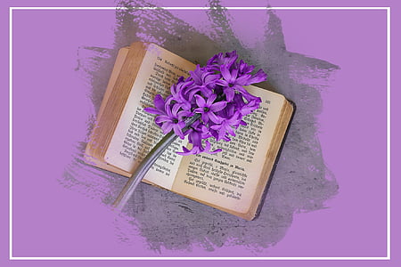 hyacinth, flower, flowers, fuchsia, schnittblume, spring flower, fragrant flower