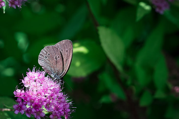 vlinder, schoorsteenveger, Aphantopus hyperantus, edelfalter, bruin bos vogel, insect, vlucht insect