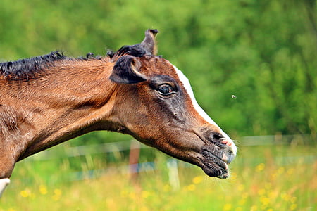 kuda, menyusui, foal, keturunan asli Arab., terbang, cetakan cokelat, kepala kuda