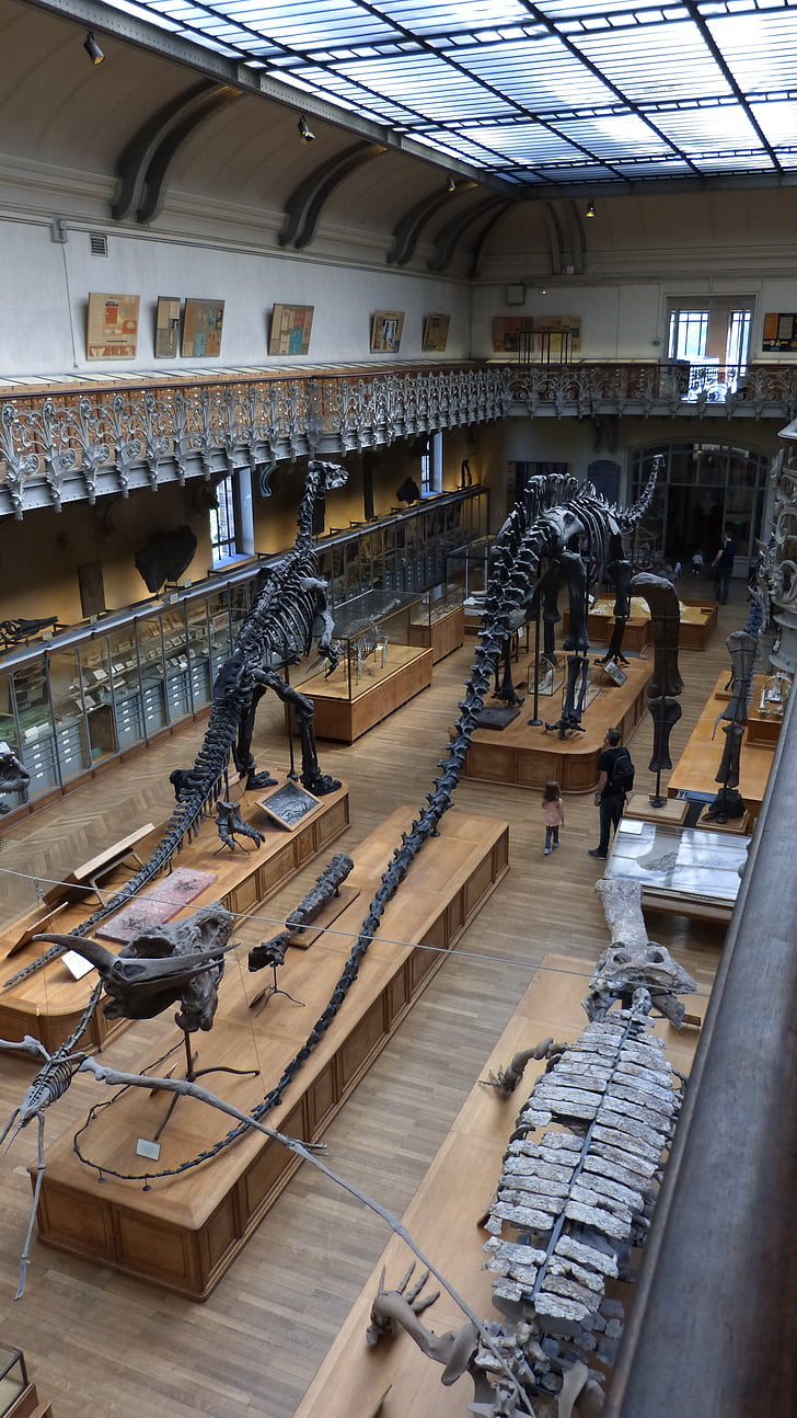 Paris, Museum, dinosaurus, kerangka, tulang, zaman prasejarah