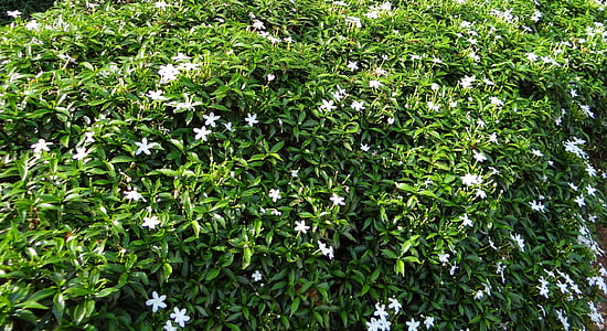 dwarf crape jasmine, dwarf confederate jasmine, chandni, dwarf, flower, tabernaemontana divaricata, crape jasmine