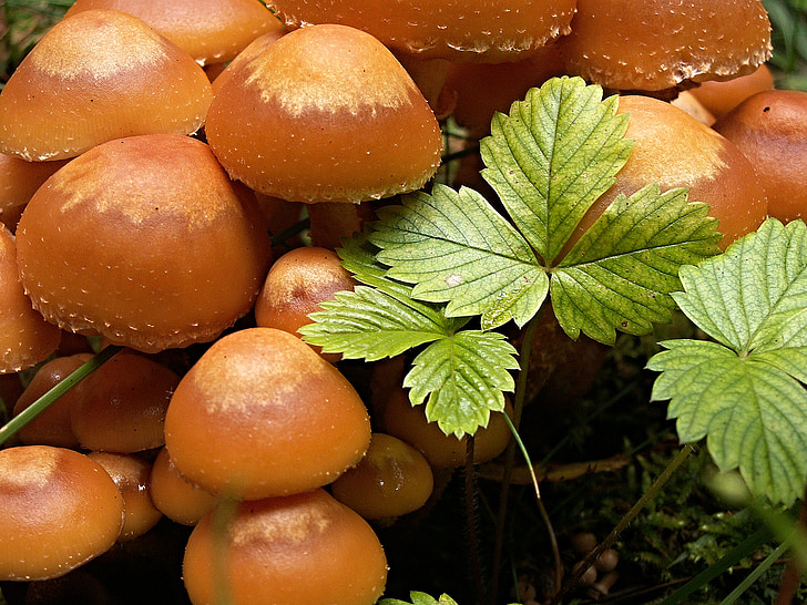 蘑菇, 宏观, jahodiní, penízovka 绒