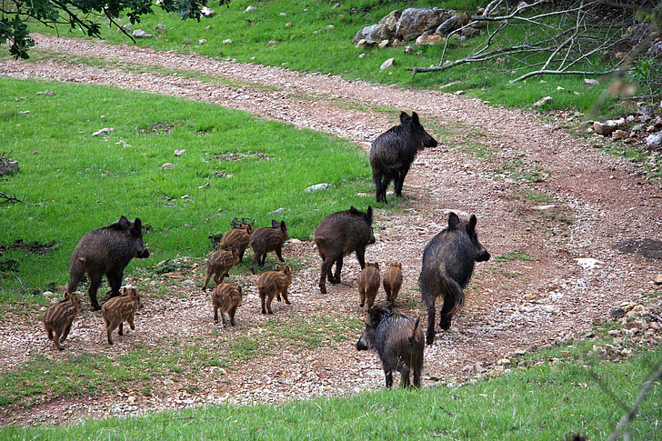 boars, field, piglets