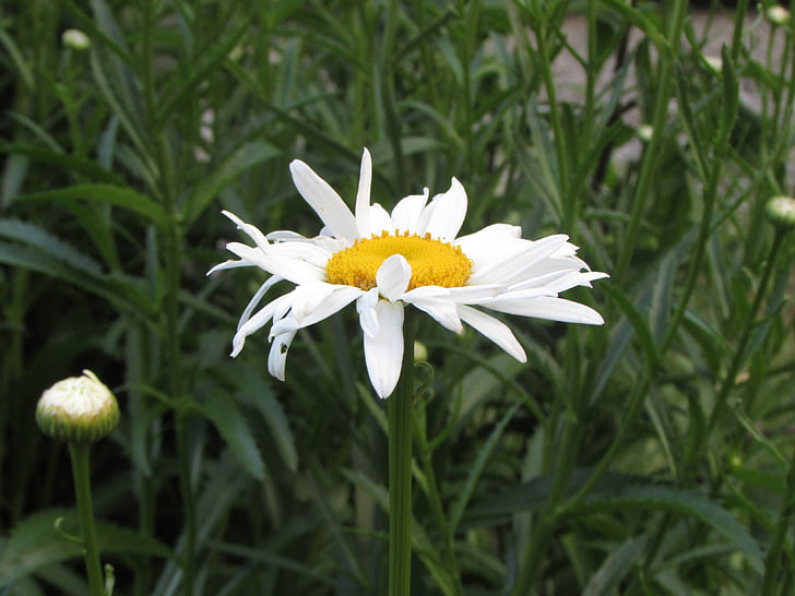 putih, Daisy, bunga, alam, tanaman, mekar, musim panas