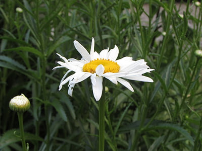 white, daisy, flower, nature, plant, bloom, summer