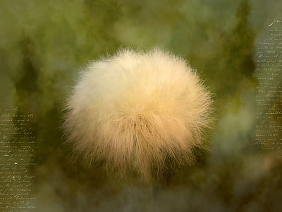 cottongrass, scheuchzer wollgras, blossom, bloom, plant, soft, fluffy