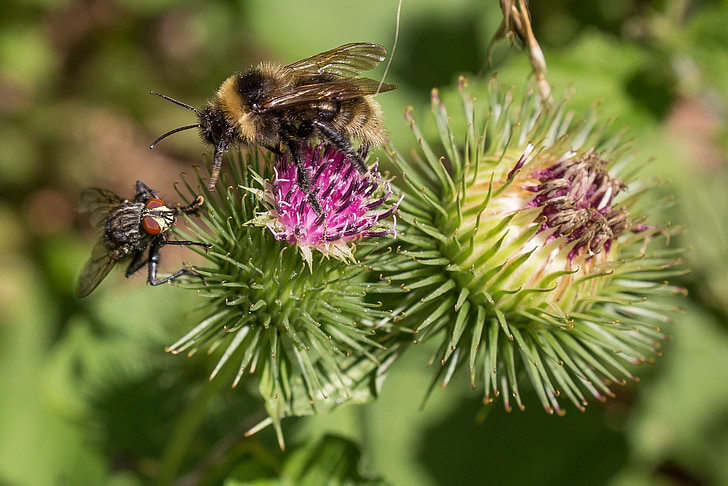 bee, fly, thistle flower, competition, close, macro, blossom