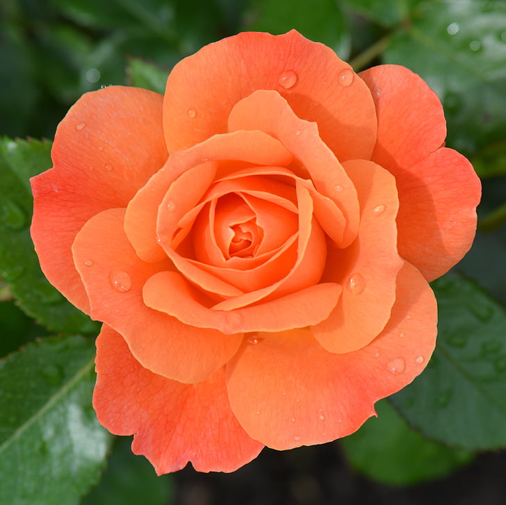 Orange rose, ökade, blomma, naturen, makro, ros - blomma, Anläggningen