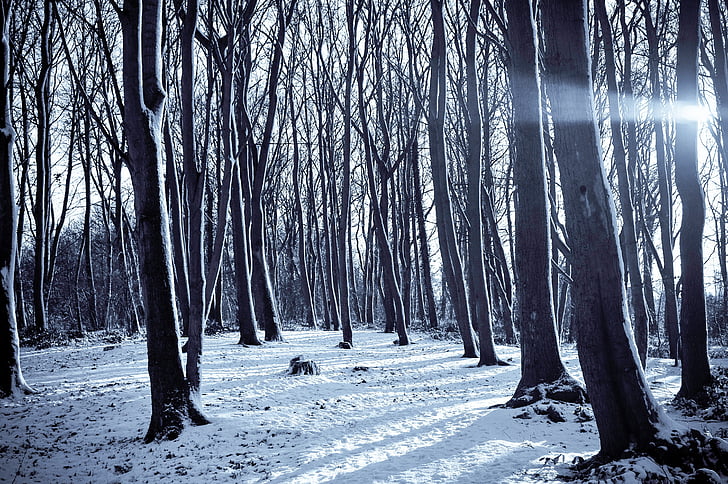 grå, avlövade, träd, omfattas, snö, dagtid, naturen