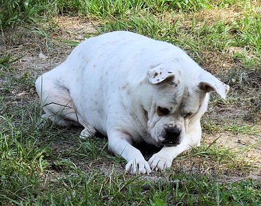 Chó Bulldog, tò mò, Paca, tò mò, trắng, con chó, vật nuôi