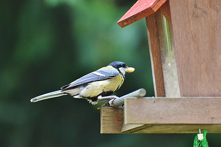 tit, bird, foraging, animal, garden, feeding station, wildlife