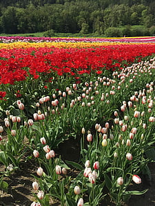tulipány, zelená, bílá