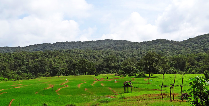 Paddy feltet, åsene, landskapet, vestlige fjellkjeder, Karnataka, India