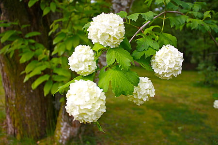 árbol bola de nieve, planta, arbusto, flores, arbustos ornamentales, flores grandes, flores blancas