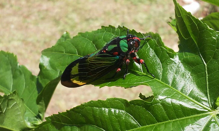 côn trùng, Cicada, Thiên nhiên, lá, màu xanh lá cây, bọ cánh cứng, động vật