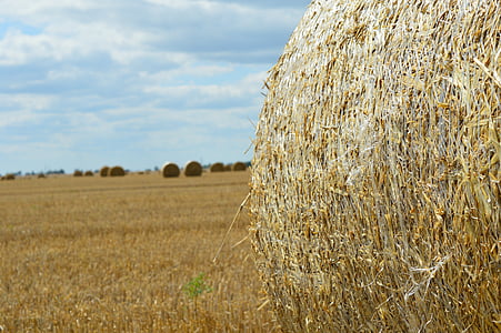 小麦, フィールド, 農業, 収穫, わら, ベール, 山