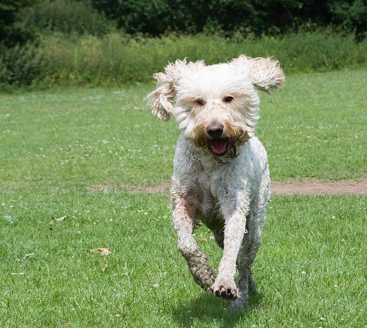 Goldendoodle, σκύλος, Ευτυχισμένο, τρέξιμο, το πεδίο, βοσκότοποι, κατοικίδιο ζώο