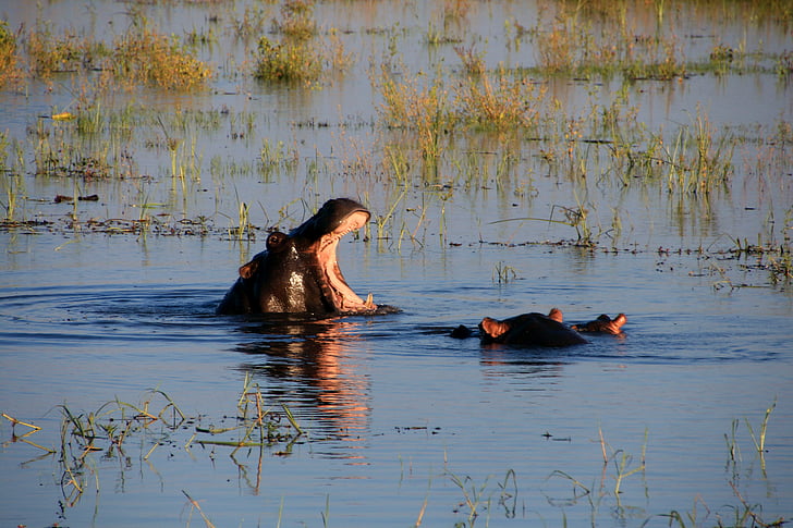 hippopotame, Hippo, eau, rivière, nature, l’Afrique, Safari