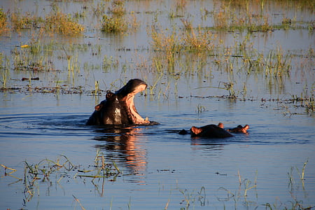 Hippopotamus, Hippo, vann, elven, natur, Afrika, Safari