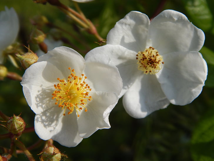 kvety, rubeolového syndrómu, biela