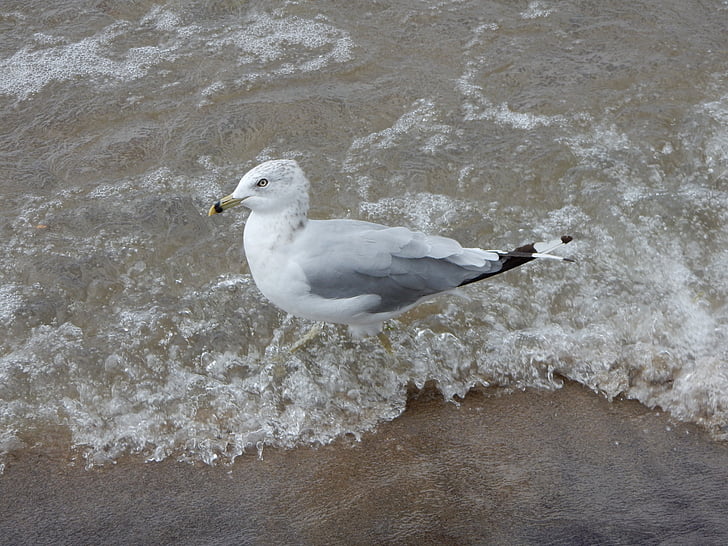 seagull, wave, profile, sea, beach, water, nature