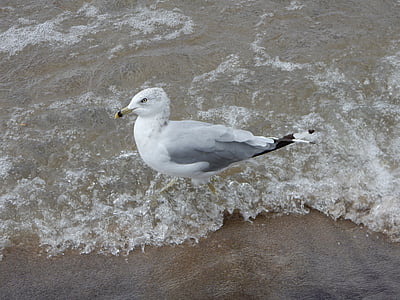 Seagull, våg, profil, havet, stranden, vatten, naturen