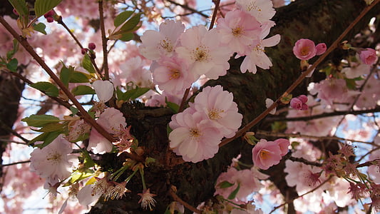 cseresznye virágok, rózsaszín, tavaszi