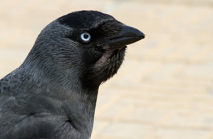 chouca, Corneille, Havran, pták, ornitologie, černá, Raven ornitologie