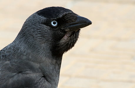chouca, Corneille, Corbeau, oiseau, ornithologie, noir, Raven ornithologie