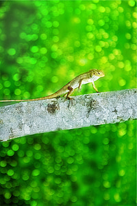iguana, lizard, animal, branch, green