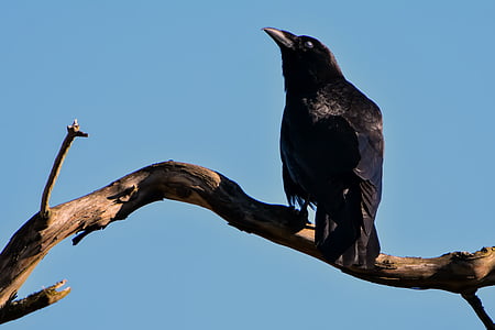raven, black, bird, crow, wild, beak, gothic