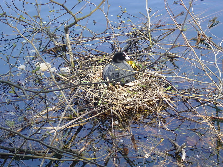 Nest, Fluss, Vogel