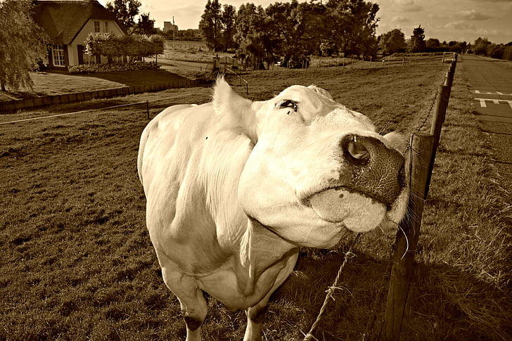 крава, едър рогат добитък, Животновъдство, животните, бозайник, говеда, крава главата