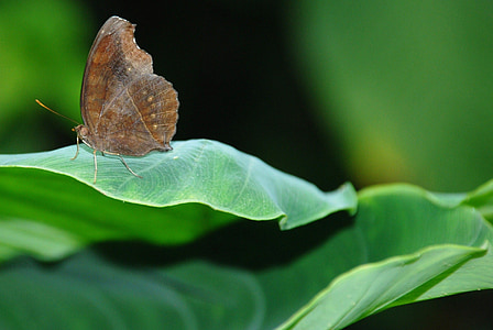 butterfly, insect, leaf, green, plant, nature, butterfly - Insect