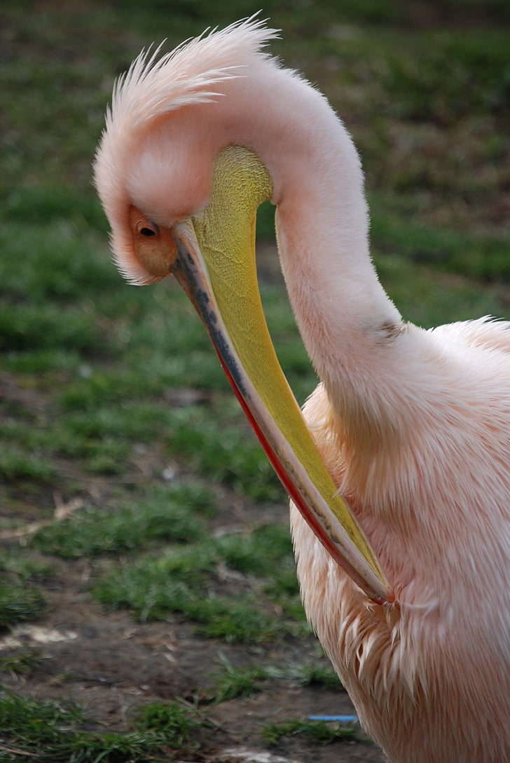 Pelican, preening, rosenrøde pelican, fugl, flyve, vinger, fjer